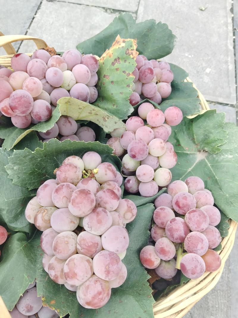 戌江水果店：品味生活的甜蜜